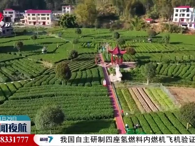 春茶开采 产业融合促升级