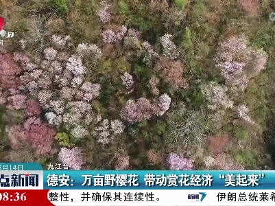 德安：万亩野樱花 带动赏花经济“美起来”
