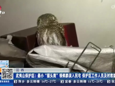 【江西】武夷山保护区：最小“猫头鹰”领鸺鹠误入民宅 保护区工作人员及时救助
