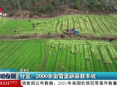 分宜：2000余亩雪里蕻喜获丰收