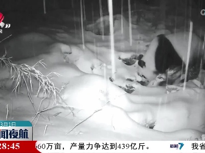 四川：绵阳平武拍到野生大熊猫雪地饮水珍贵影像