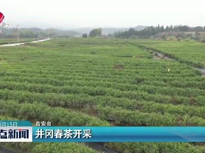 井冈春茶开采