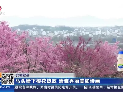 安徽歙县：马头墙下樱花绽放 清雅秀丽美如诗画