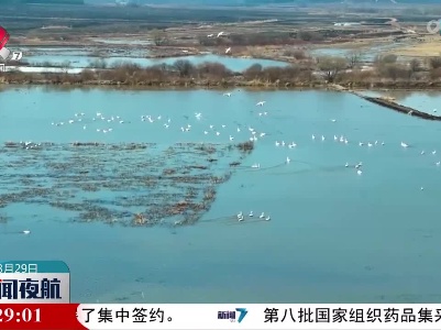 东北边境小城上演真实版“天鹅湖”