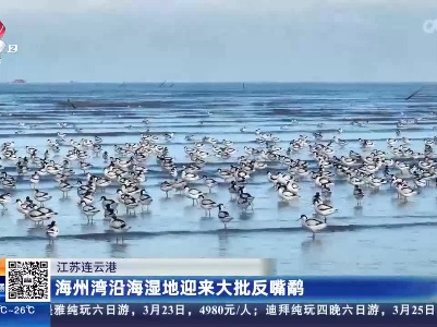 江苏连云港：海州湾沿海湿地迎来大批反嘴鹬