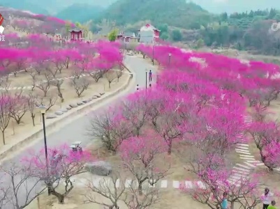 春花迎客来  “鲜花经济”旺