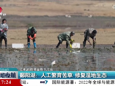 鄱阳湖：人工繁育苦草 修复湿地生态