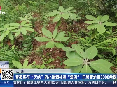 江西：曾被宣布“灭绝”的小溪洞杜鹃“复活” 已繁育幼苗5000余株
