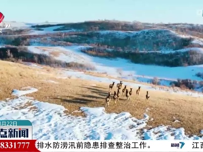 内蒙古锡林浩特：春回大地 狍子撒欢
