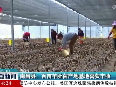南昌县：百亩羊肚菌产地基地喜获丰收