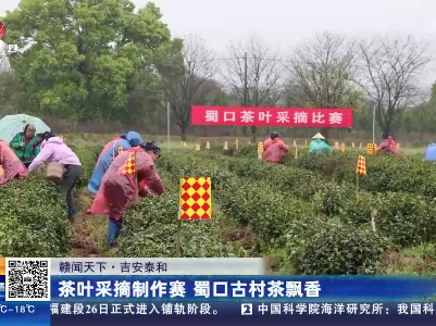 【赣闻天下】吉安泰和：茶叶采摘制作赛 蜀口古村茶飘香