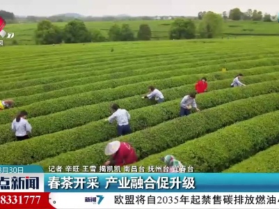 春茶开采 产业融合促升级