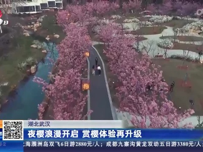 湖北武汉：夜樱浪漫开启 赏樱体验再升级