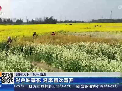 【赣闻天下】抚州临川：彩色油菜花 迎来首次盛开