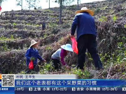 【赣闻天下】赣州崇义：山中采蕨菜 接受春的馈赠