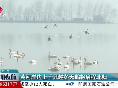 黄河岸边上千只越冬天鹅将启程北归
