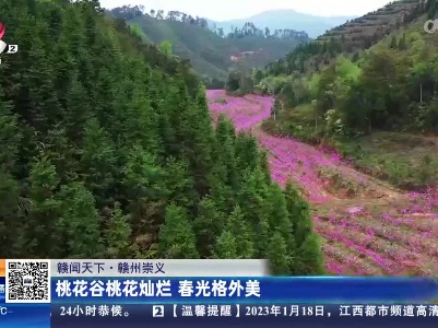 【赣闻天下】赣州崇义：桃花谷桃花灿烂 春光格外美