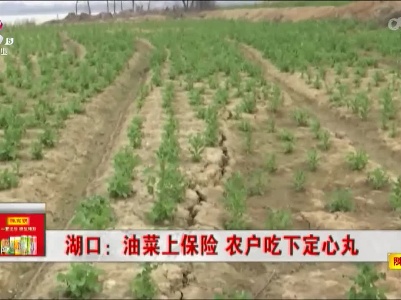 湖口：油菜上保险 农户吃下定心丸