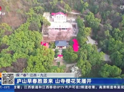 【探“春”江西】九江：庐山早春胜景来 山寺樱花笑靥开