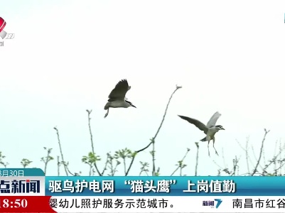 驱鸟护电网“猫头鹰”上岗执勤