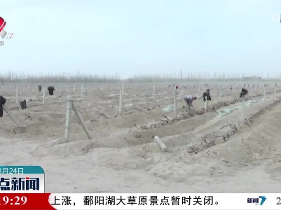 新疆巴音郭楞蒙古自治州：11万亩葡萄脱去“冬装”沐春光