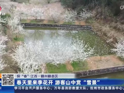 【探“春”江西】赣州赣县区：春天里来李花开 游客山中赏“雪景”