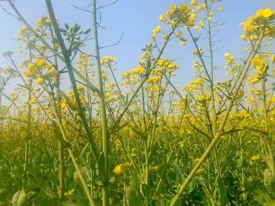 上饶玉山：油菜花开助推乡村旅游热