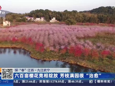 【探“春”江西】九江武宁：六百亩樱花竞相绽放 芳枝满园很“治愈”