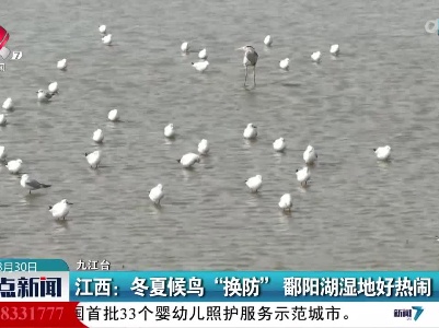 江西：冬夏候鸟“换防”鄱阳湖湿地好热闹