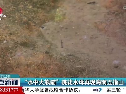 “水中大熊猫”桃花水母再现海南五指山