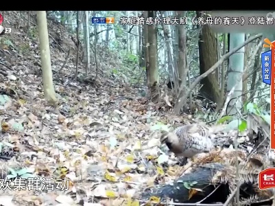 新余分宜——大岗山上 两种“国宝”罕见同框