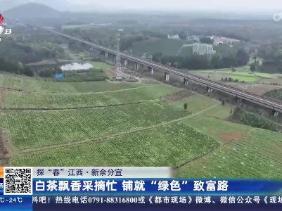 【探“春”江西·新余分宜】白茶飘香采摘忙 铺就“绿色”致富路