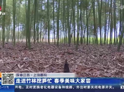 【探春江西】上饶鄱阳：走进竹林挖笋忙 春季美味大家尝