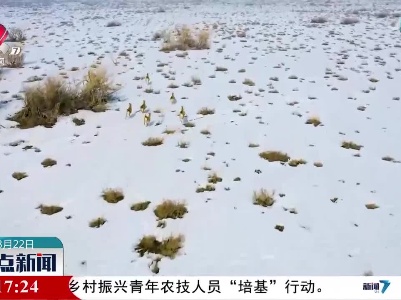 成群鹅喉羚撒欢新疆昌吉北部荒漠区