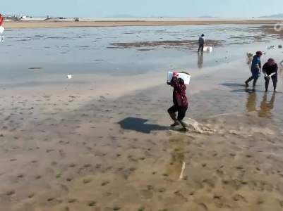 鄱阳湖人工繁育苦草 修复湿地生态