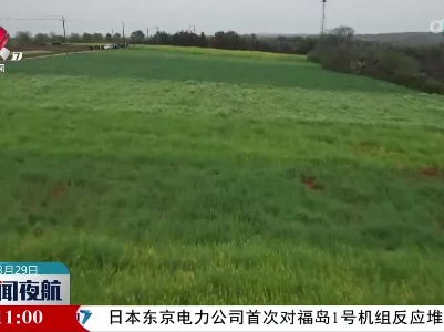 绿肥种植 低产旱地变良田