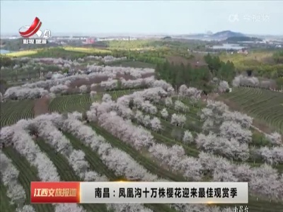 南昌：凤凰沟十万株樱花迎来最佳观赏季