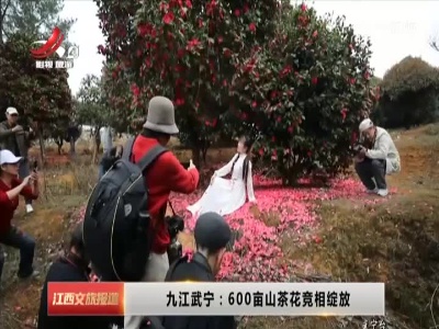 九江武宁：600亩山茶花竞相绽放