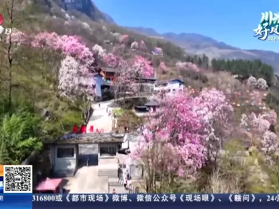 四川绵阳：辛夷花开 满山粉黛传春意