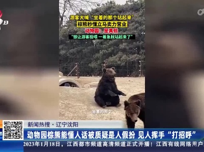 【新闻热搜】辽宁沈阳：动物园棕熊能懂人话被质疑是人假扮 见人挥手“打招呼”
