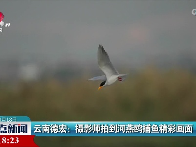 云南德宏：摄影师拍到河燕鸥捕鱼精彩画面