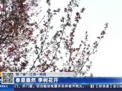 【探“春”江西】南昌：春意盎然 李树花开