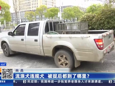 南昌：流浪犬违规犬 被捉后都到了哪里？
