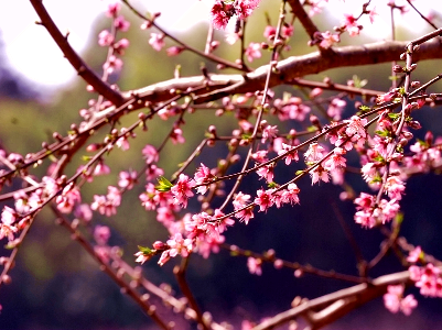 吉安万安：桃花朵朵俏争春