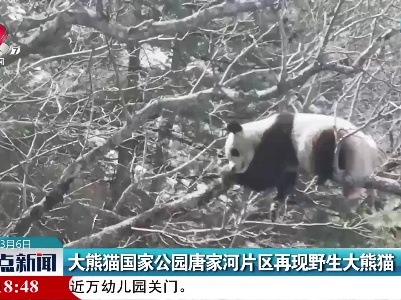 大熊猫国家公园唐家河片区再现野生大熊猫