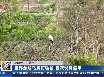 【赣闻天下】赣州：世界濒危鸟类钳嘴鹳 首次现身信丰