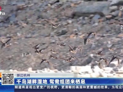 浙江杭州：千岛湖畔湿地 鸳鸯组团来栖息