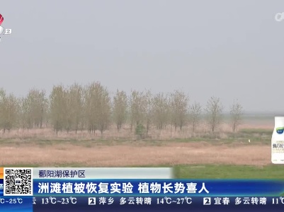 鄱阳湖保护区：洲滩植被恢复实验 植物长势喜人