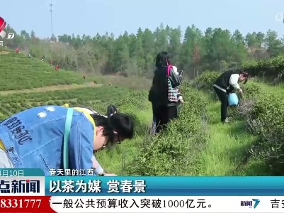 【春天里的江西】以茶为媒 赏春景
