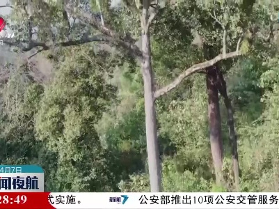 云南发现中国龙脑香科植物新记录种——盈江柳安
